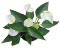 White Anthurium